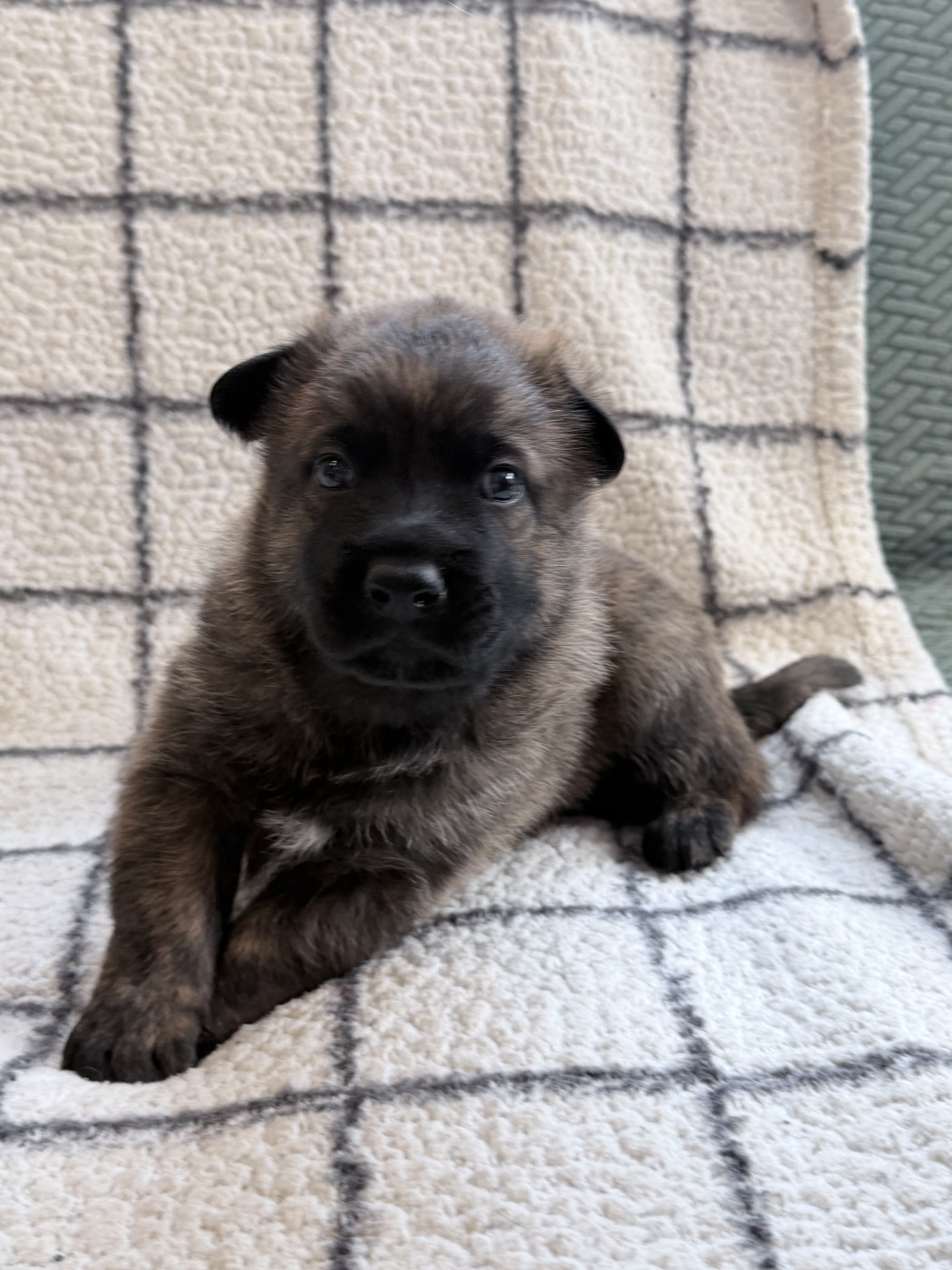 Dog Aventura - Chiots disponibles - Berger hollandais