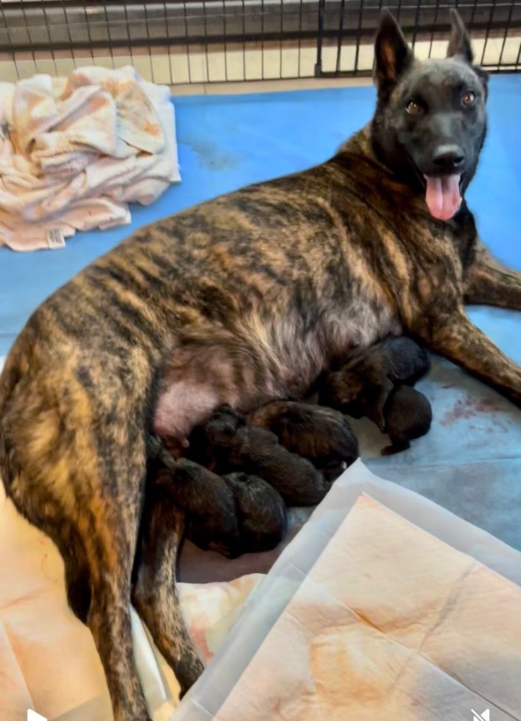 Chiot Berger hollandais Dog Aventura