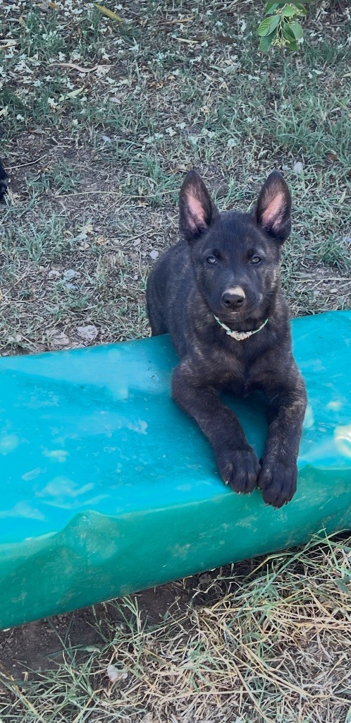 Dog Aventura - Chiots disponibles - Berger hollandais