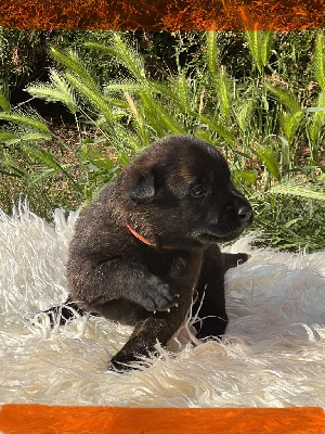CHIOT 8 orange ALOHA de Val Joli 
